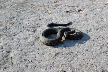 Common already (lat. Natrix natrix) - non-poisonous snakes from the family of odorous. Beautiful...