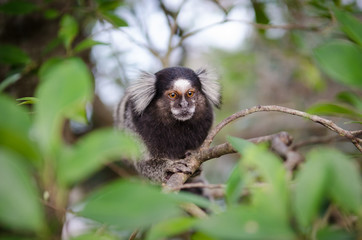 Common marmoset on a tree branch in Brazil.