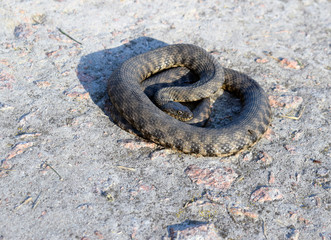 Common already (lat. Natrix natrix) - non-poisonous snakes from the family of odorous. Beautiful twisted gray snake on a concrete surface.