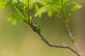 Hyla arborea - Green Tree Frog on a branch and on a reed by a pond. Tree frog in its natural habitat. Photo of wild nature.