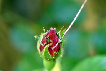 Blattläuse auf einer Rosenknospe