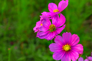 Obraz premium Thailand, Agricultural Field, Autumn, Awe, Backgrounds