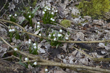 Closeup spring snowflake with blurred backgroung in spring forrest