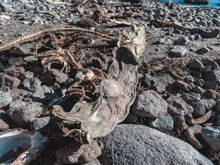 Dead fish on the beach. Dry shark's heads. Dry ray's heads. Dead hummer head shark. Poaching in Mexico. Illegal Fishing. Agua Verde. Baja California Sur. Mexico.