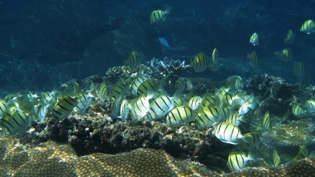 Slowmo, Convict Surgeon Fish feeding on algae on top of a big boulder coral, HD