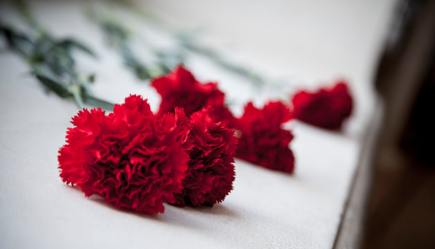 Red carnations for the holiday of May 9. Victory Day. Flowers for veterans. Holiday. 