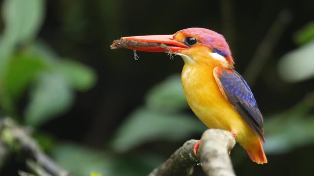 A Female bird of the Oriental Dwarf Kingfishers sits on the branch with a gecko lizard in its coral coloured beak waiting to go into the nest to feed its chicks, western ghats of India