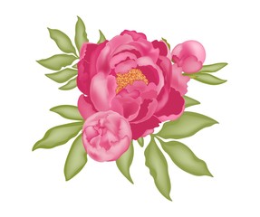 Pink peony with buds and green leaves, isolated on white background, stock vector illustration with 3D effect.