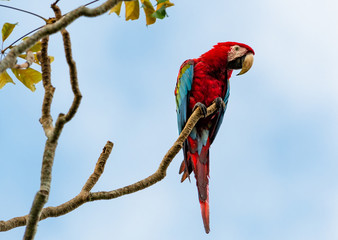 A Red and Green Macaw perching on a branch in the rain forest on a sunny day.