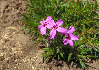 Bright pink flowers of Phlox subulata bloom in the spring garden