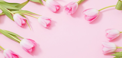 beautiful pink tulips on pink background
