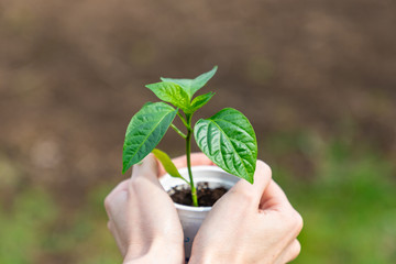 Woman's hands holding plastic cup with seedlings of paprika. Pepper sprouts in a plastic box on a blurred background