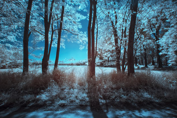 Naklejka premium Entre deux arbres