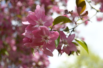 Closeup Malus purpurea known as Flowering Crab Apple with blurred background in spring park