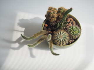 several prickly cactus in a green bowl