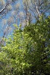 Baum