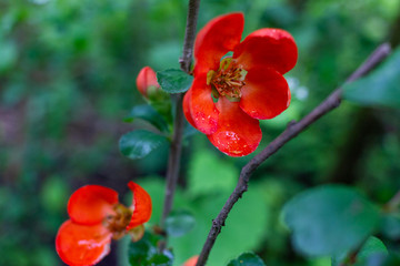Obraz na płótnie Canvas Early spring blooms Texas Scarlet Flowering Quince (Japanese chaenomeles) red flowers with raindrops on the petals. Selective focus. Blurred green background. 