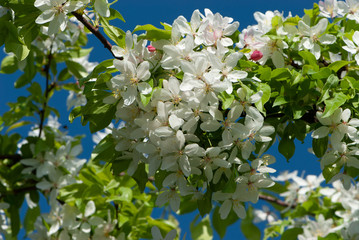 Branch of decorative apple tree all in bloom against bright blue sky