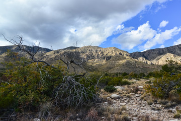 Dry tree in the foreground, agave, yucca, cacti and desert plants in a mountain valley landscape in New Mexico, USA