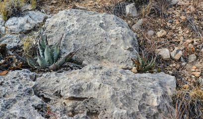 Agave, yucca, cacti and desert plants in a mountain valley landscape in New Mexico,