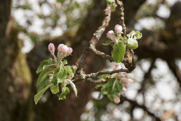 Obstbaum