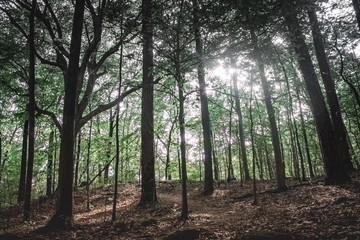 Obraz premium sun rays through the forest