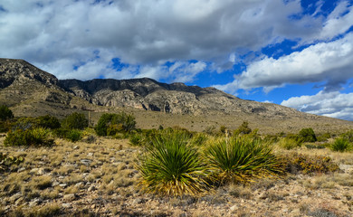Agave, yucca, cacti and desert plants in a mountain valley landscape in New Mexico,