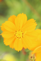 黄花コスモス
