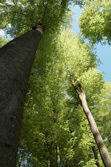 Fototapeta premium Baum