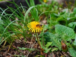 Photo of a bee on a bright yellow dandelion flower among green grass.