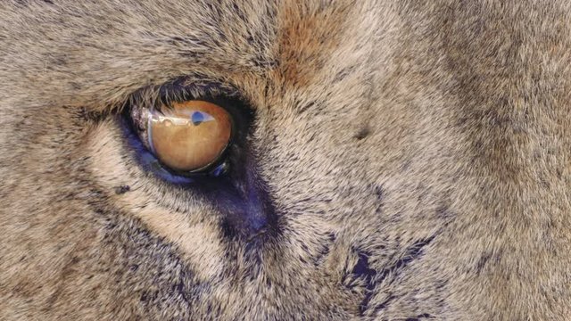 Extreme Close Up Lion Eye Opening And Closing