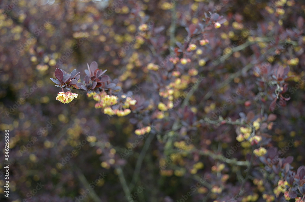 Wall mural Closeup Berberis thunbergii known as Japanese barberry with blurred background in spring garden