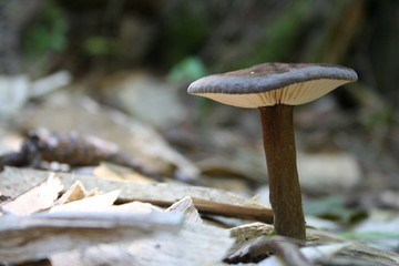 wild mushroom in the forest