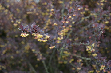 Closeup Berberis thunbergii known as Japanese barberry with blurred background in spring garden