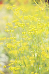 Fototapeta premium 女郎花