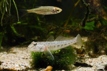 monkey goby, funny juvenile freshwater fish from Southern Bug river, rest on cladophora bus in biotope aquarium, highly adaptable and favourite pet species