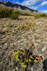 Opuntia cacti and other desert plants in the mountains landscape in New Mexico, USA