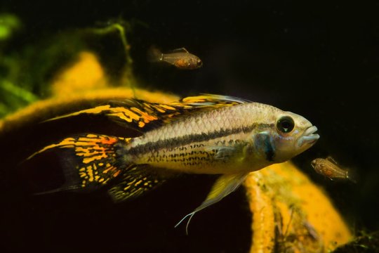 adult male Apistogramma cacatuoides, popular freshwater dwarf cichlid, careful father and its fry, breeding facilities aquarium, low light acidic habitat