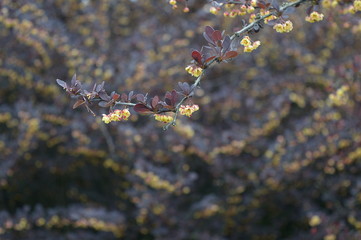 Closeup Berberis thunbergii known as Japanese barberry with blurred background in spring garden
