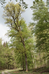 Fototapeta premium Baum