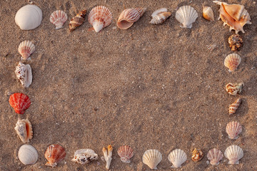 Frame of sea shells of many types and size with sand on background. Copy space concept