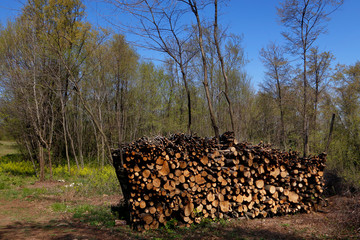 bosco taglio legna