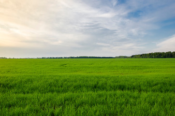 Fototapeta na wymiar Green field with young wheat and sky