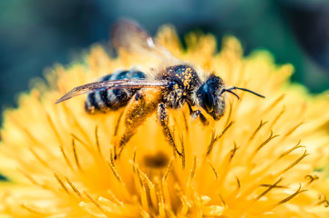 
beautiful bee on a flower in yellow is very close