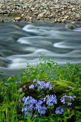 Obraz na płótnie Canvas Wild phlox blooming in spring on the banks of a flowing stream.