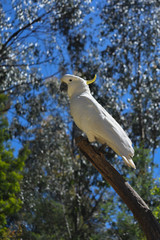 sulfur crested cockatoo