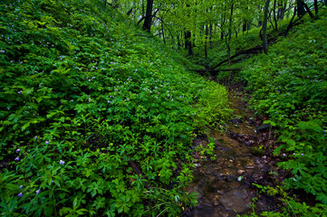 Fototapeta na wymiar Blooming wild geraniums blanket a hillside in the spring woods.