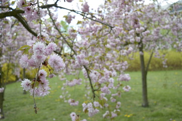 Closeup Prunus serrulata called also Japanese cherry with blurred background in spring park