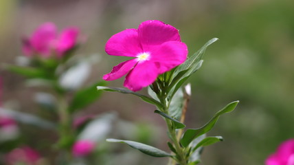 Fototapeta premium Jardín 