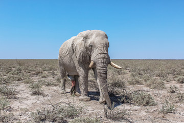 Einsamer Elefant in der ausgetrockneten Landschaft von Namibia
